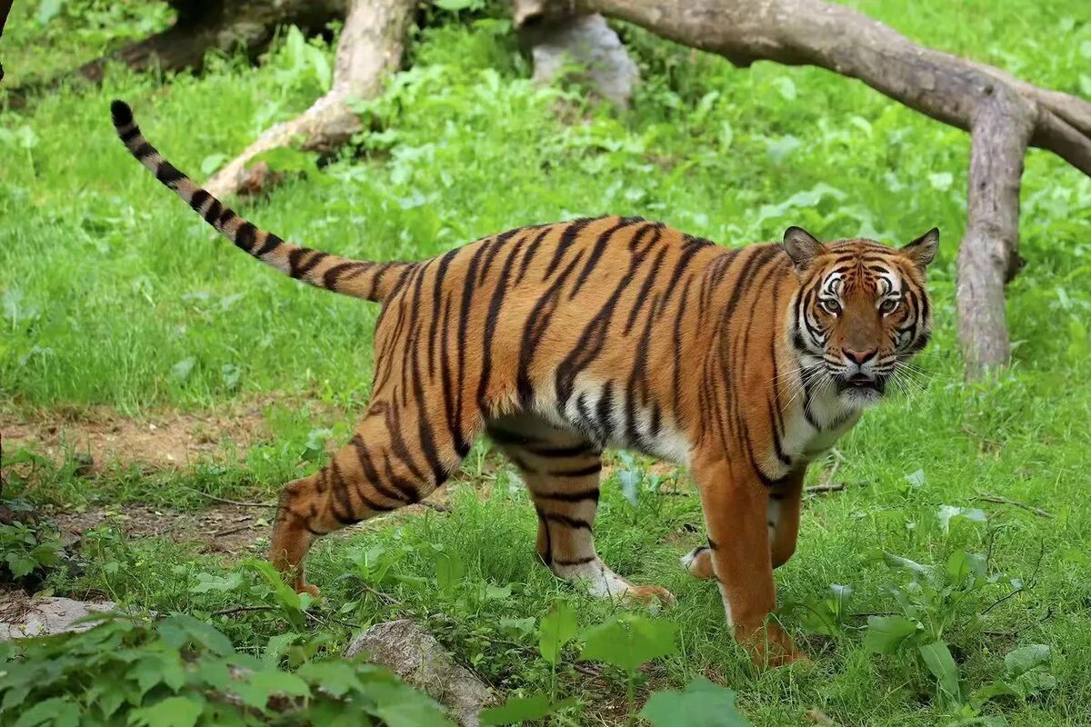Тигр википедия. Panthera tigris tigris. panthera tigris amoyensis. туранский тигр. южно-китайский тигр.