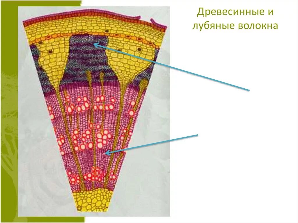 Урок строение стебля 6 класс. Урок строение стебля 6 класс