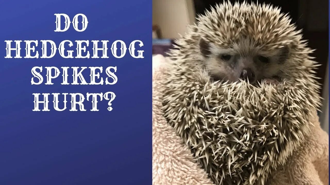 Jake says hedgehogs are decreasing