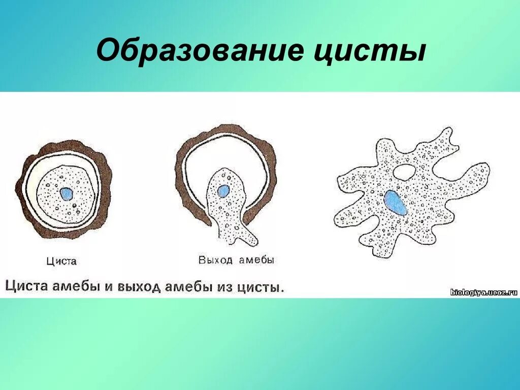 При наступлении неблагоприятных условий амеба. Амёба обыкновенная циста. Образование цисты у амебы. Размножение амебы циста. Циста амебы строение.