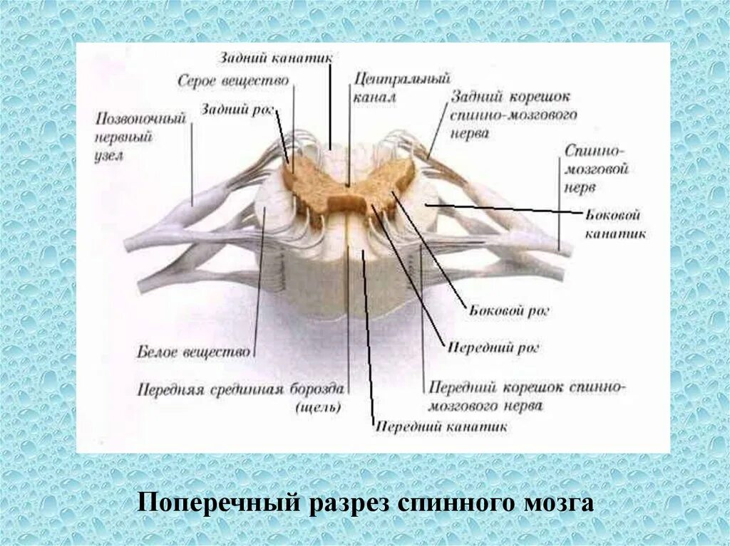 Строение спинного мозга анатомия. Наружное строение спинного мозга. Схема строения сегмента спинного мозга. Внешнее строение спинного мозга человека анатомия.
