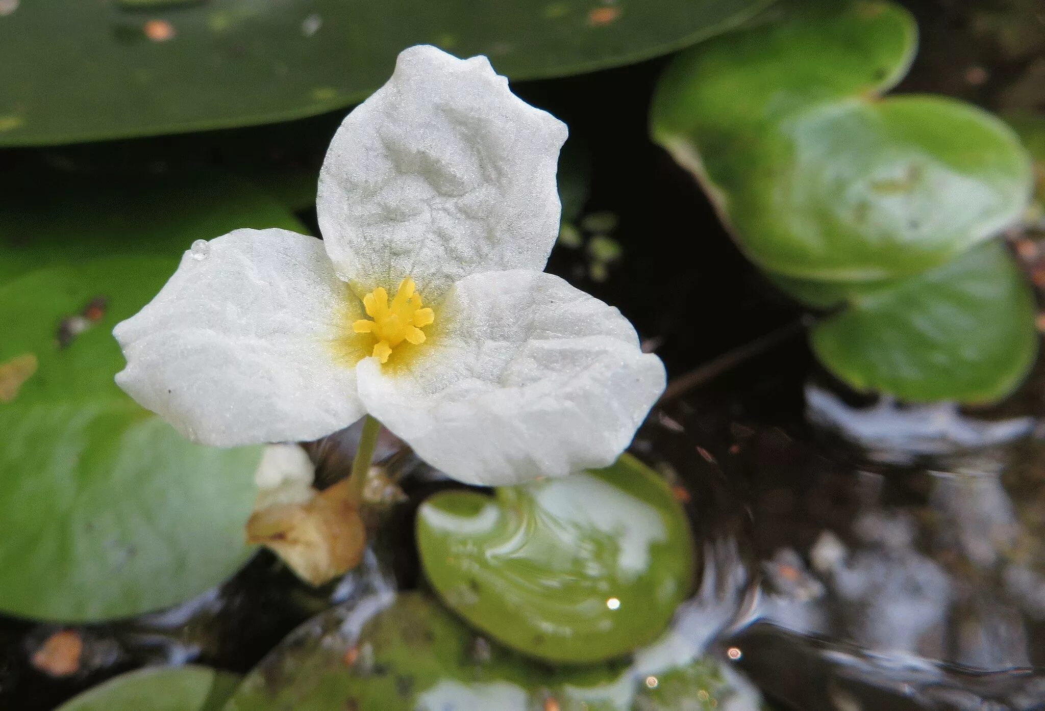 Водокрас обыкновенный. Водокрас Лягушачий. Водокрас Лягушачий (Hydrocharis morsus-Ranae). Водокрас обыкновенный (Hydrocharis morsus-Ranae). Турионы водокраса.