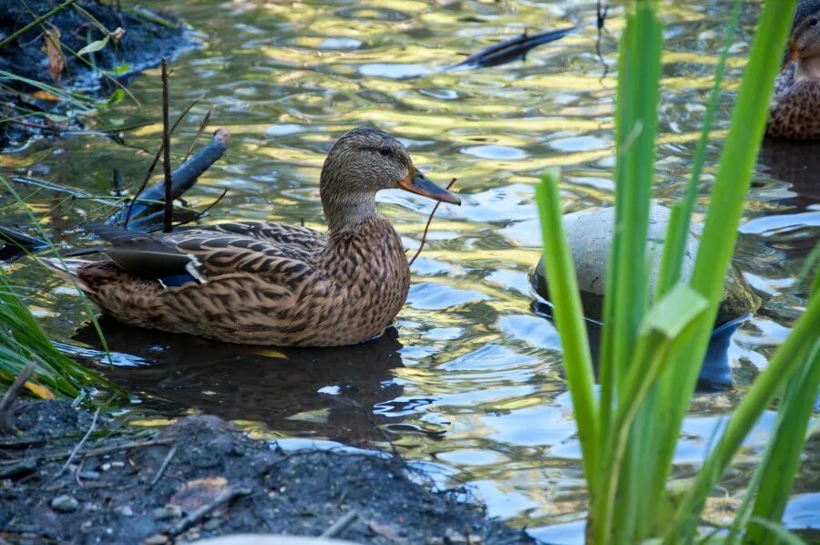 Утка в заводи. Утка в заводи. Утиная заводь. Утки октябрь. Утки на утиной заводи шлюз.