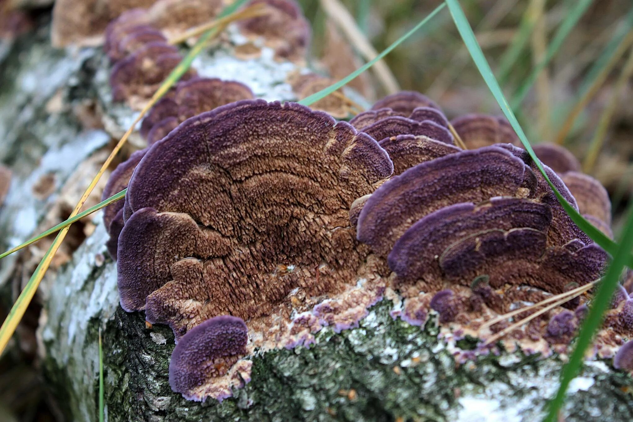 Трутовик симбионт. Трутовик Трихаптум. Trichaptum biforme (Трихаптум двоякий).. Трутовик сапрофит. Трутовик Литшауэра.