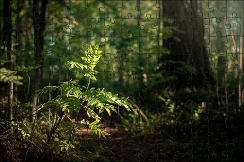 Better forest