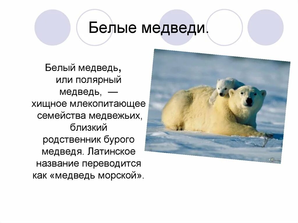 Текст белый медведь 4 класс. Рассказ о белом медведе. Доклад о белом мишке. Маленький доклад про белого медведя. Белый медведь презентация.
