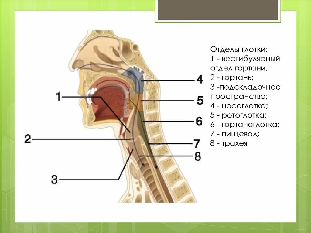 Глотка носоглотка и ротоглотка. Анатомические элементы верхнего отдела глотки (носоглотки). Носоглотка ротоглотка гортань. Носоглотка ротоглотка гортаноглотка строение.