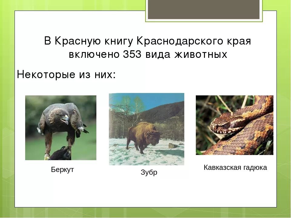 Проект животные краснодарского края. Растения и животные краснодарского края занесенные в красную книгу. Виды растений и животных краснодарского края. Цикламен кавказский красная книга краснодарского края. Рассказ о животных краснодарского края.