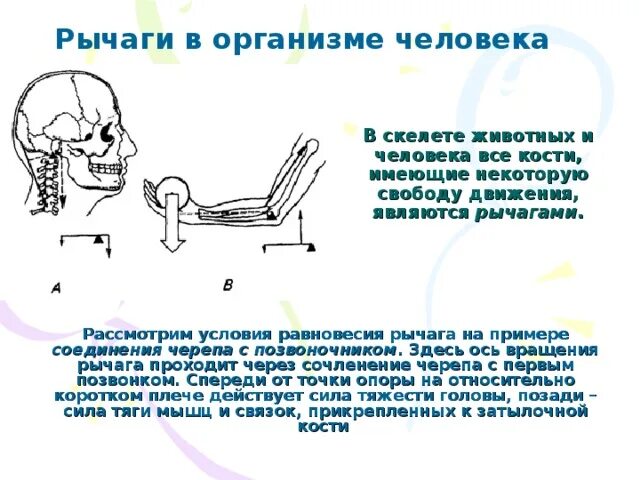Работа в организме человека физика 7. Рычаги в организме человека. рычаги в теле человека. рычаги в организме животных. рычаги в теле животных.
