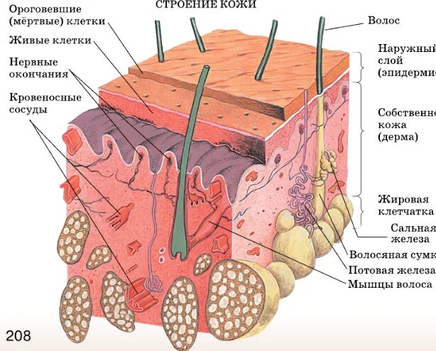 Какая структура кожи мощная у тюленей. Клетка кожи человека анатомия. Анатомия человека кожный Покров. Клетки кожного Покрова человека. Строение клетки кожи человека.