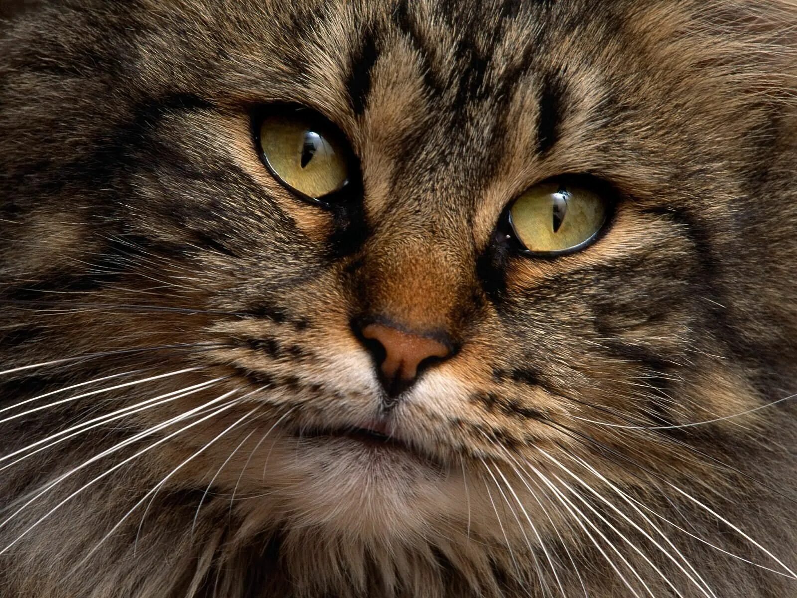 Ve cat
