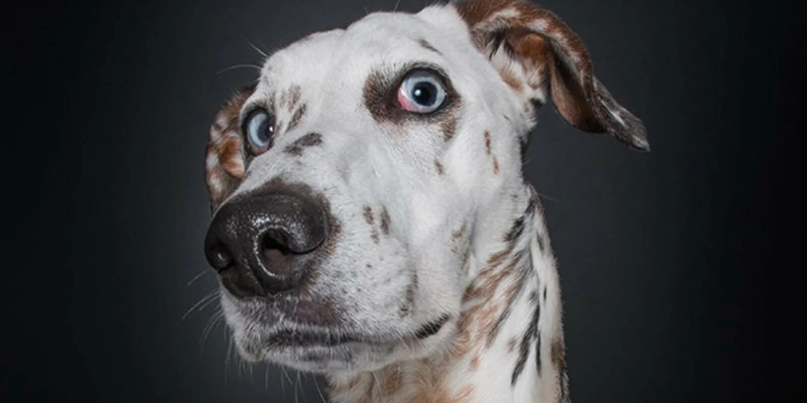 удивленная собака мем. собака выглядывает. щенок удивлен. прикольные морды собак. собака с испуганными глазами.