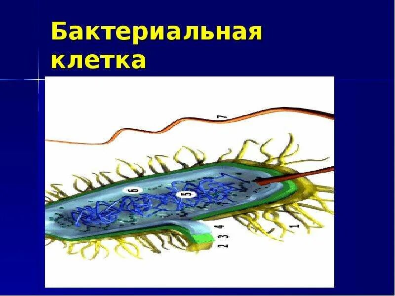 Как сделать бактерии. Макет бактериальной клетки по биологии. макет клетки бактерии. модель клетки бактерии.
