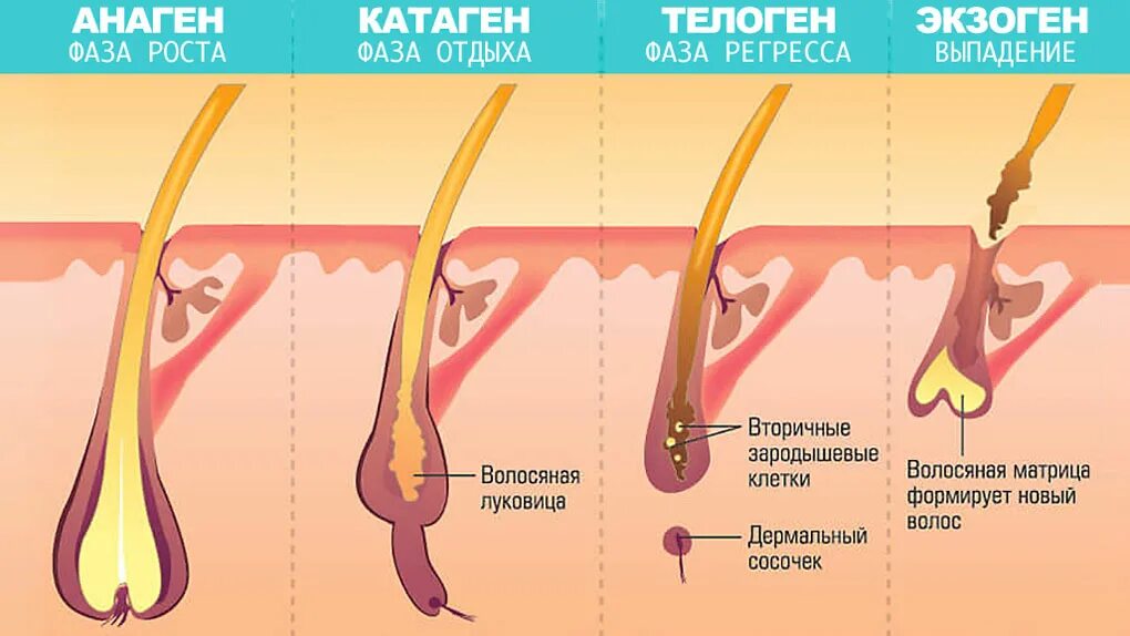 Почему медленно растут волосы на голове. Стадии роста волос. Анаген волос. Цикл роста волоса для эпиляции. Цикл роста волос у женщин.