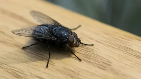 Housing fly