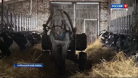 Новосибирск фермеры