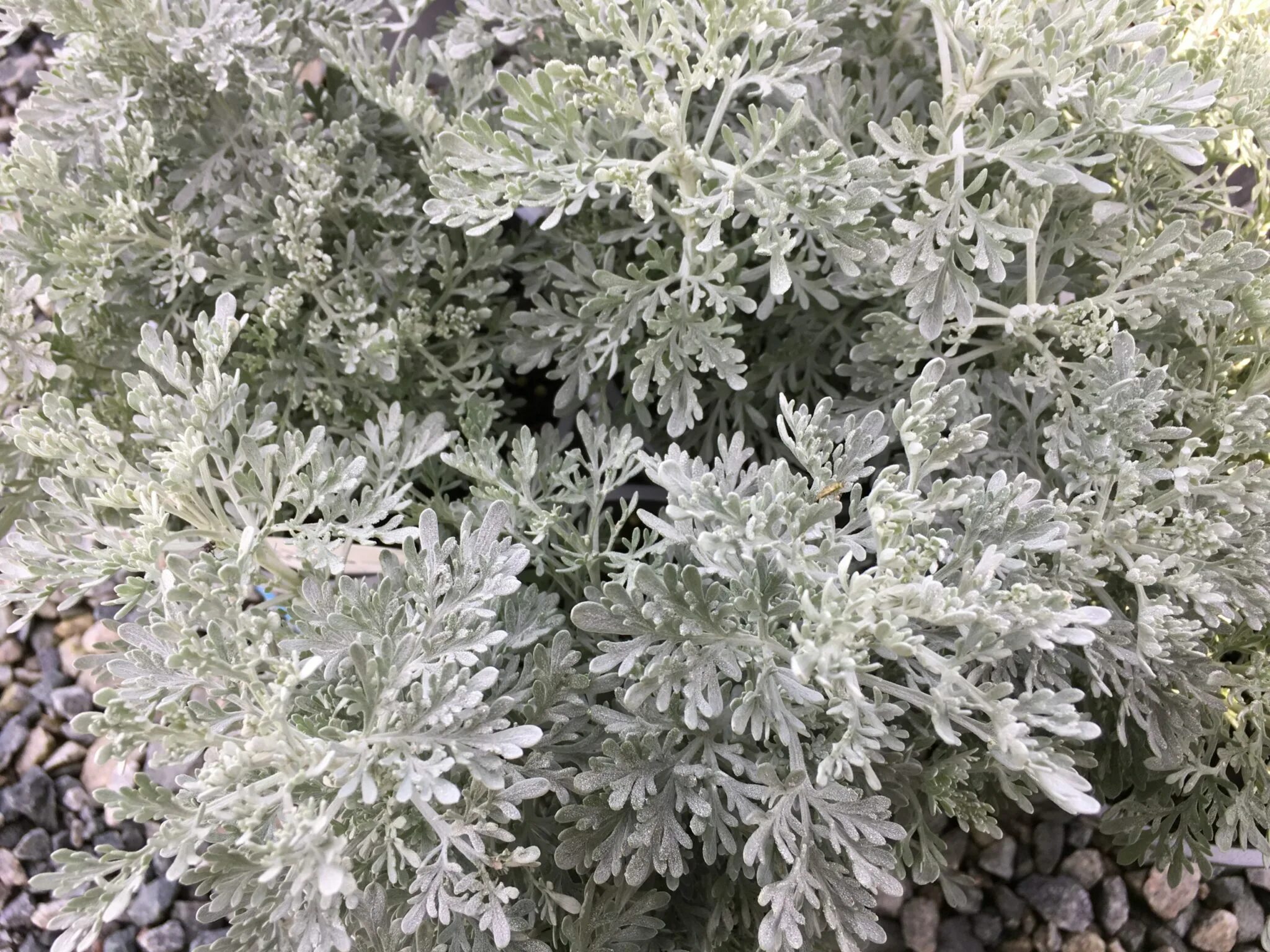 Полынь засохшая. Полынь серая. Полынь горькая серебристая. Полынь серая. Жусан полынь.