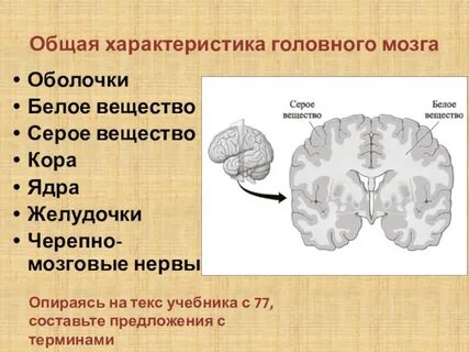 Скопления серого вещества полушарий
