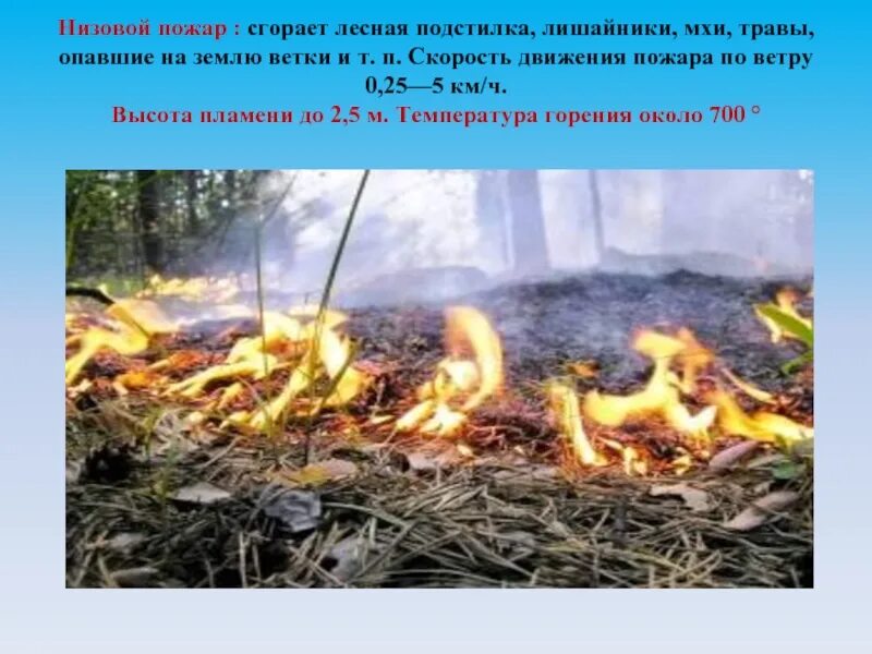 Что происходит при низовых лесных. Низовой лесной пожар. при низовых пожарах горит.