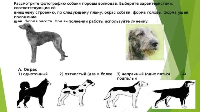 Какой формы собака