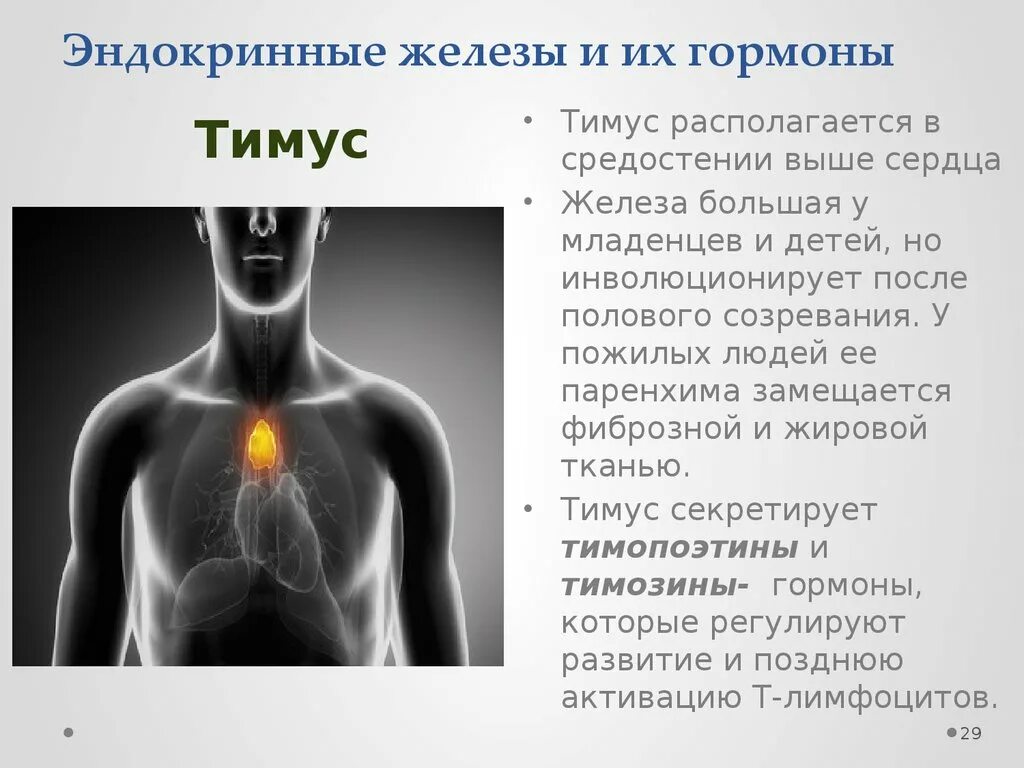 Эндокринные заболевания человека. Таблица по эндокринной системе тимус. Железы внутренней секреции вилочковая железа функции. Эндокринная система человека вилочковая железа. Тимус вилочковая железа болезни.