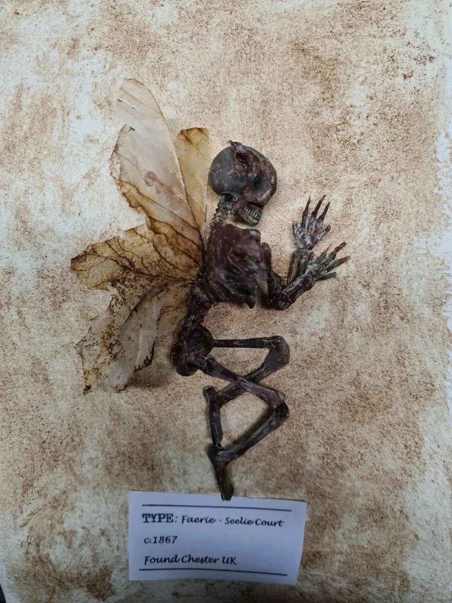 Fairy found in England Real fairies, Ancient aliens, Strange