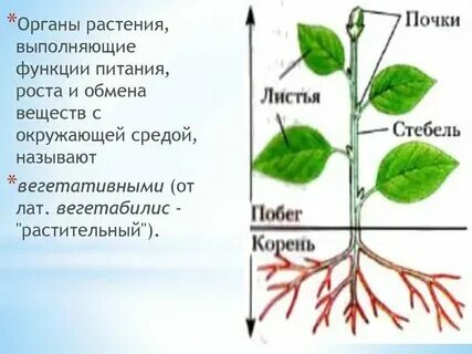 Какая ткань располагается на поверхности органов растения