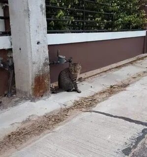Кошка вернулась домой