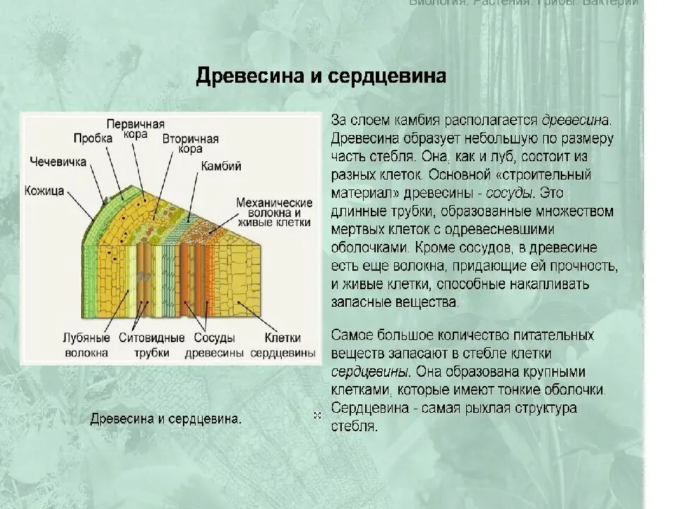 Строение луба стебля. Клетки сердцевины дерева. Сердцевина дерева ткань. Клеточное строение древесины.