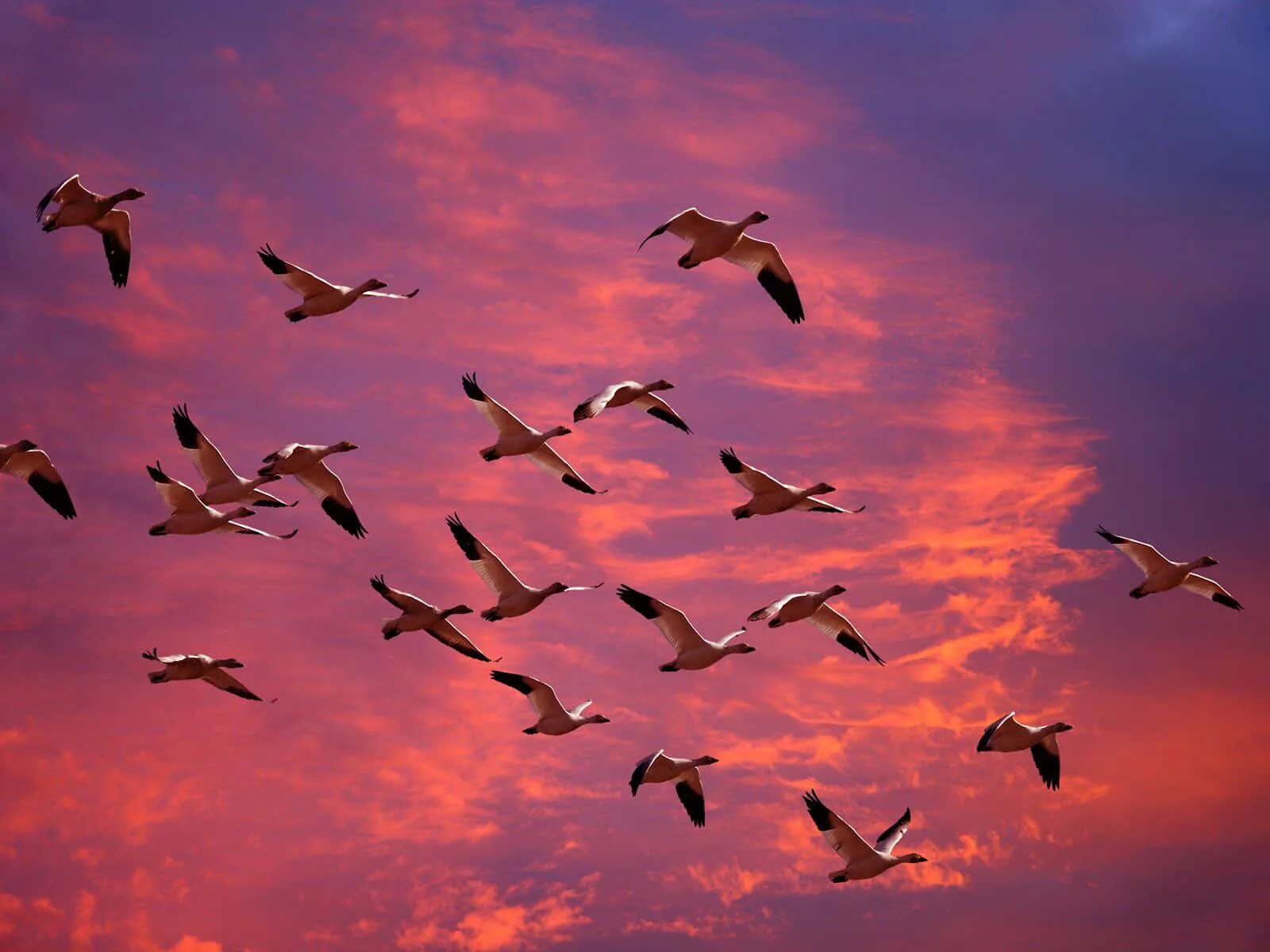 Migrate