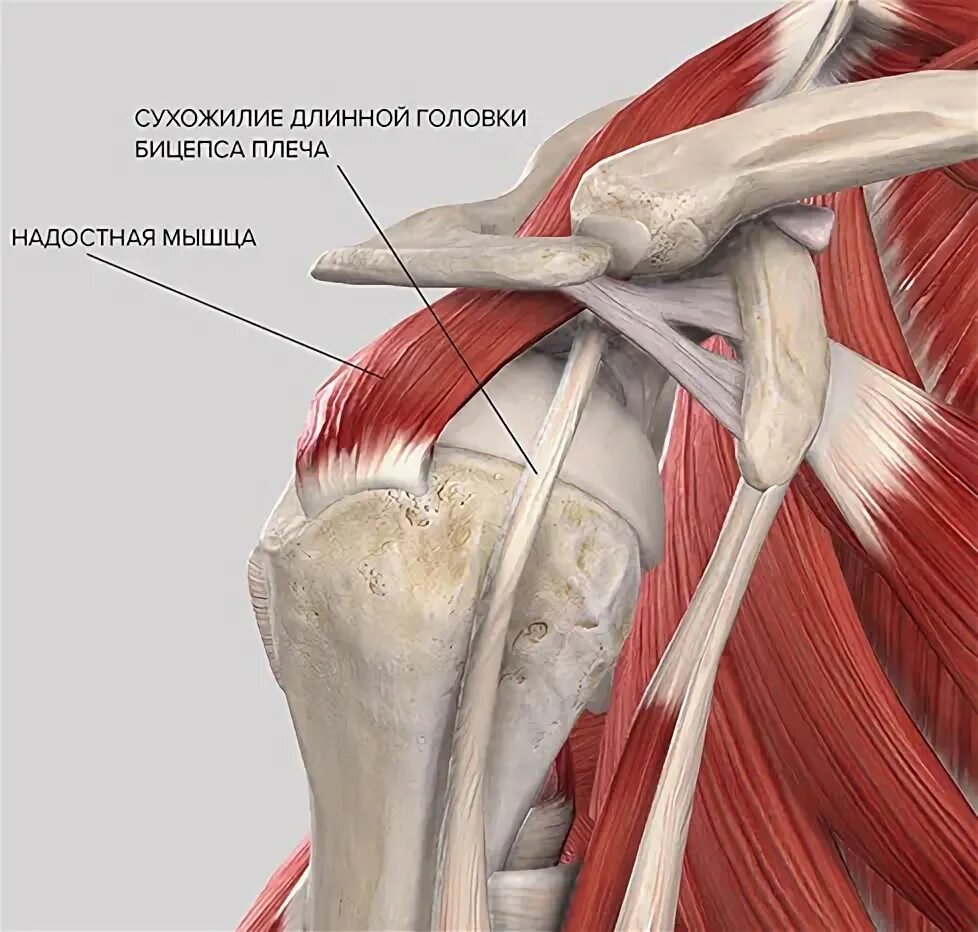 Надостное сухожилие плечевого сустава анатомия. Сухожилие надостной мышцы анатомия. Надостная мышца плечевого. Анатомия плеча мышцы связки сухожилия.
