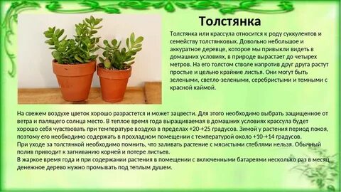 Польза цветка денежное дерево