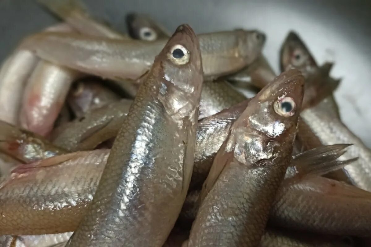 Корюшка в петербурге 2023. Корюшка рыба. Фестиваль корюшки. Невская корюшка. Сезон корюшки.