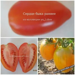 Сердце быка