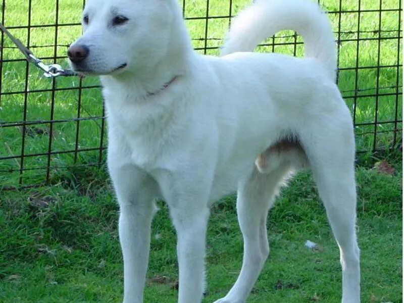 Белые собаки среднего размера. Шведский белый элкхаунд. Белая собака с большими ушами. Кисю кен. Сибирская лайка белая.