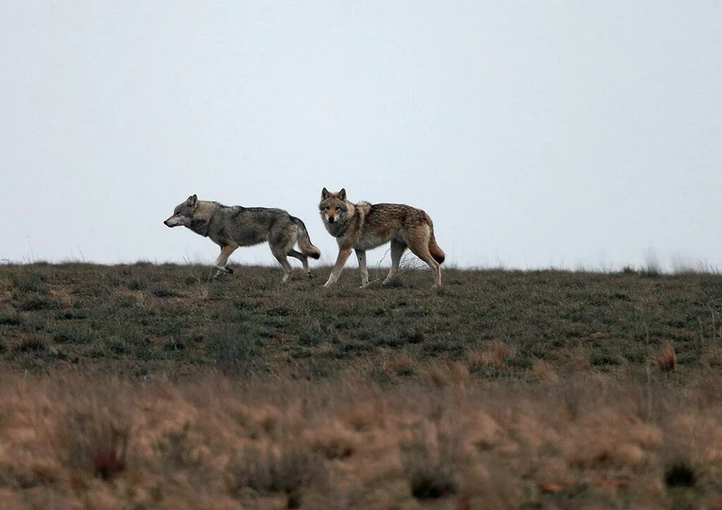 Степь борьба. Животных заповедника приволжская лесостепь. Степь борьба. Сары-су шелковского района. Астраханский степной сайгак.