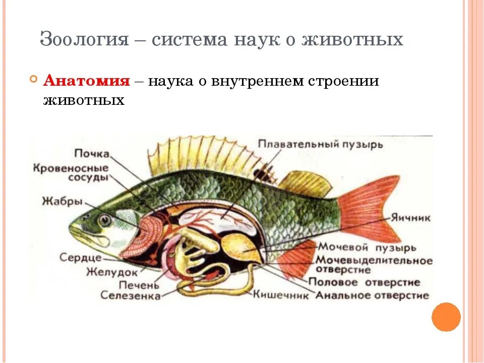 Наука о строении животных. Зоология строение животных. наука о внутреннем строении животных. наука изучающая строение животных. система наук о животных зоология.