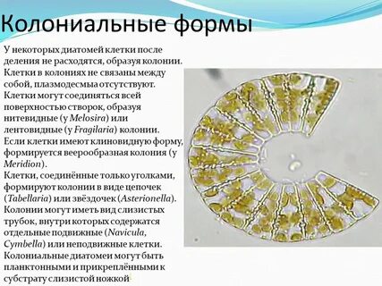 Колония образующая