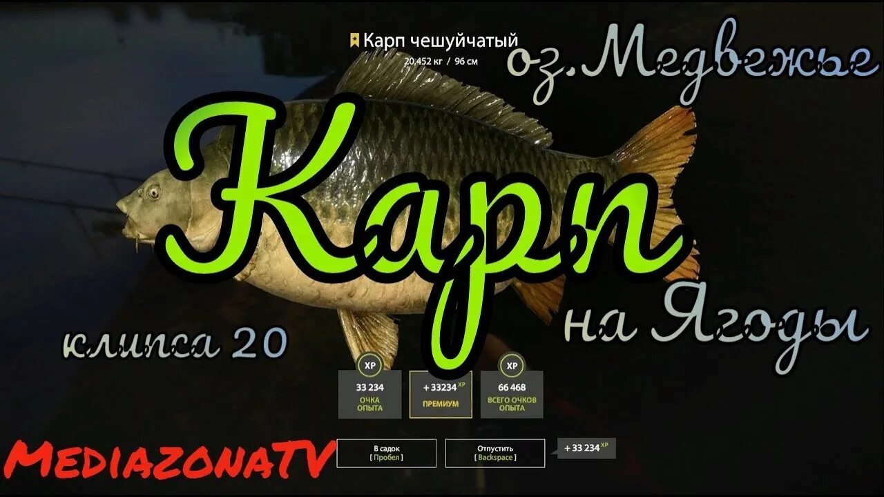 Амеревский карьер карп амур. Фортуна карп рр4. Монстр карп медвежка днр. Карп на медвежке в рр4. Украинский чешуйчатый карп.