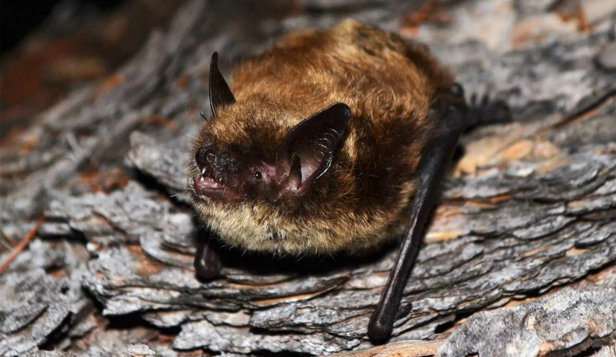 Летучая мышь Прудовая ночница. Ночница Брандта (Myotis brandtii (Eversmann, 1845)). Кожан двухцветный (Vespertilio murinus). Сибирская ночница. Ночница красная книга