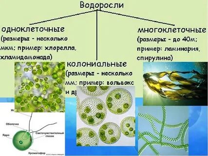 Характеристика одноклеточных водорослей 7 класс биология