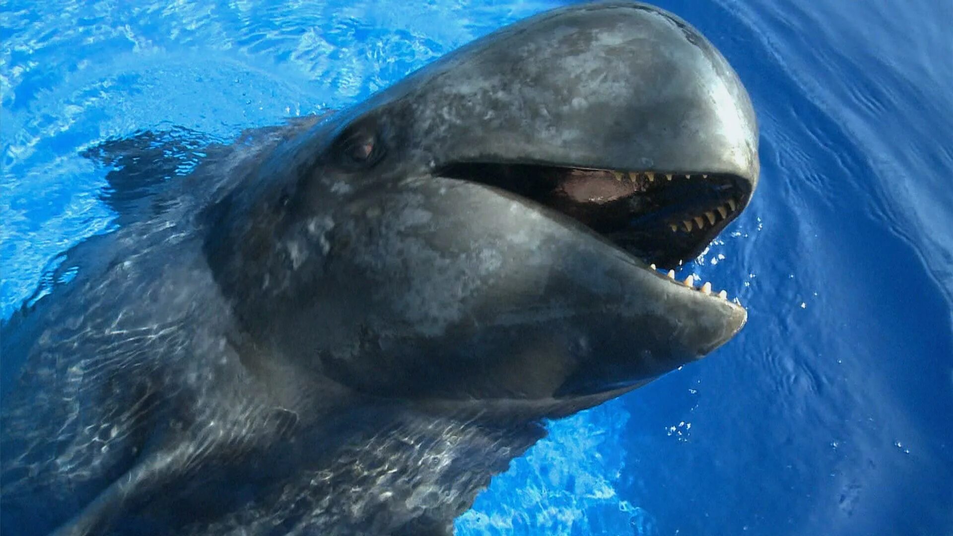 Дельфин Касатка Кашалот. Зубатые киты. Кашалот это зубатый кит. Представители подотряда зубатые киты.