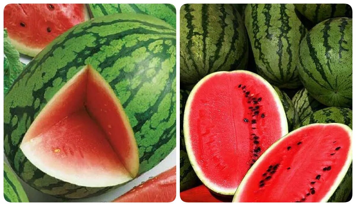 Регус семена арбуза. Семена арбуз сибирские огни. Арбуз кримсон f1. Арбуз багама. Семена арбуза ранний кубани.