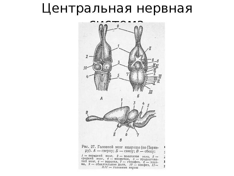 Головной отдел ящерицы. Строение головного мозга ящерицы. Головной мозг ящерицы с подписями. Схема головного мозга ящерицы. Строение головного мозга пресмыкающихся.