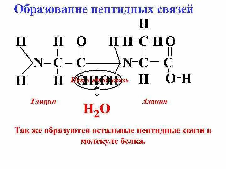 Пептидная связь глицина