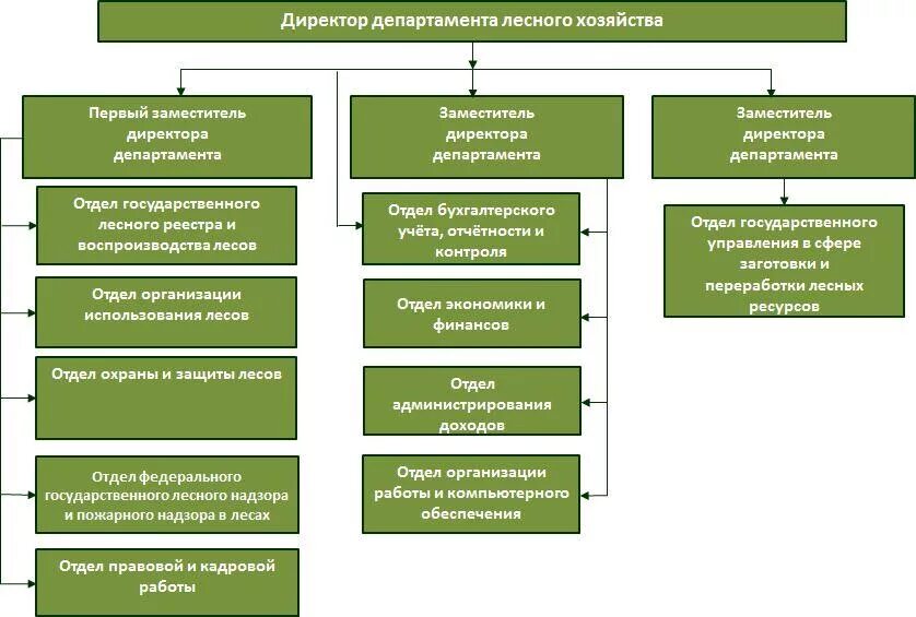 Организационная структура департамента лесного хозяйства. Структура управления лесами лесничества. Система управления лесным хозяйством РФ. Структура организации лесного хозяйства.