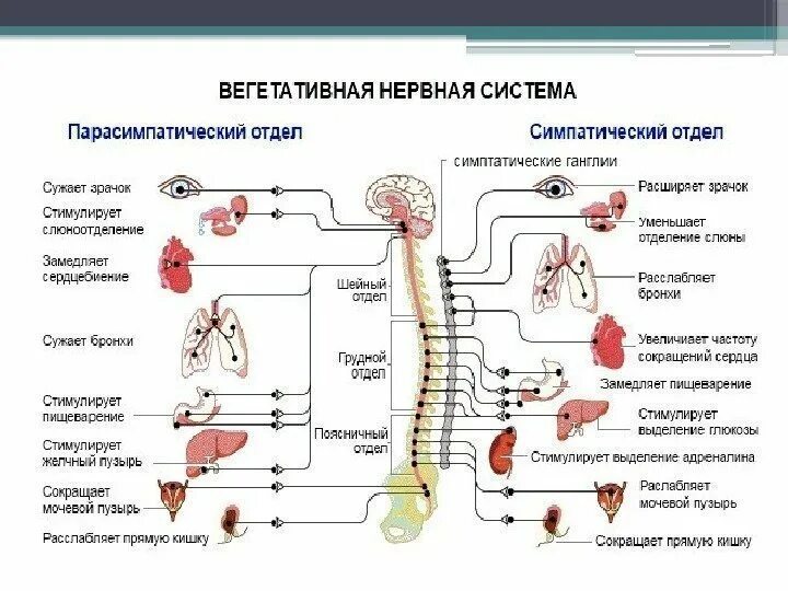 Какие функции регулирует симпатический. Симпатический отдел внс схема. парасимпатический отдел внс схема. симпатический отдел вегетативной системы. симпатический отдел вегетативной нервной системы функции.