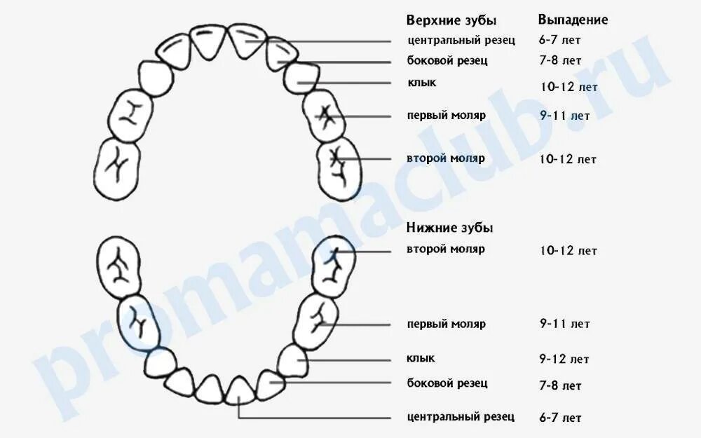 Выпадают ли клыки