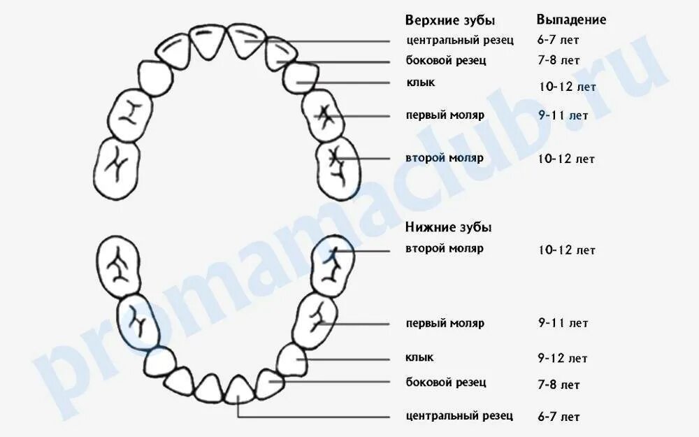Все ли молочные зубы меняются на постоянные. Схема смены молочных зубов. Зубы схема прорезывания и выпадения. Молочные и постоянные зубы у детей схема. Молочные зубы у детей схема выпадения.
