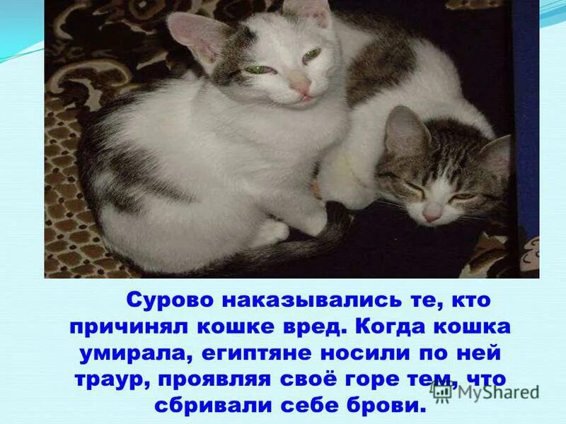 Где Родина кошек. На сколько можно оставить кошку дома дней одну. Любимая кошка! Конкретный случай. Насколько можно оставлять кошку одну дома. На сколько можно оставить кошку одну